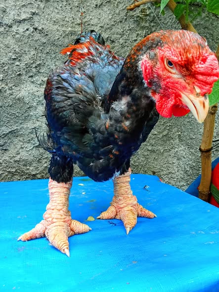 Dong Tao Rooster Dragon Chicken for Sale